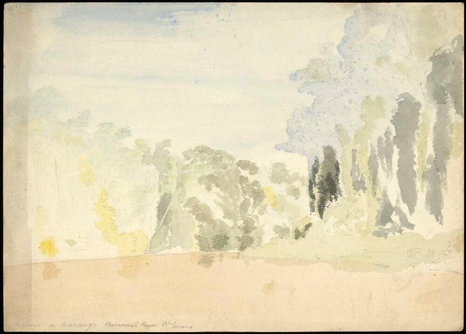 Aronoga or Marango Bt. Guiana, 1868, watercolour by James Gay Sawkins