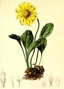 Aronicum glaciale Atlas Alpenflora