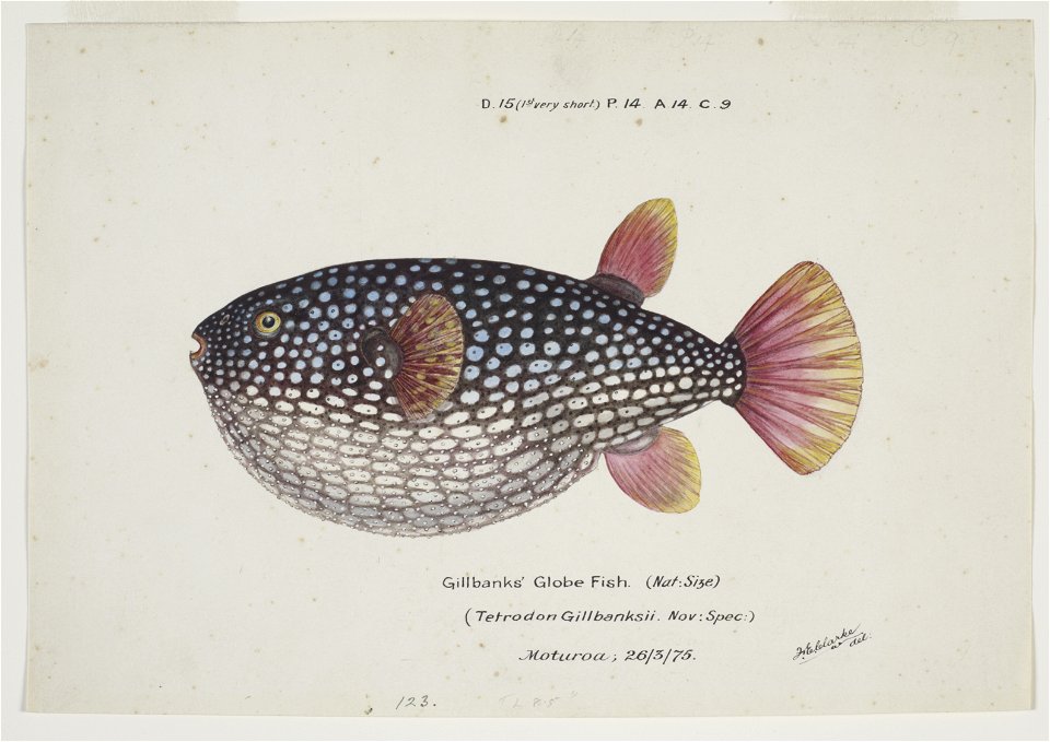 Arothron gillbanksii by Frank Edward Clarke