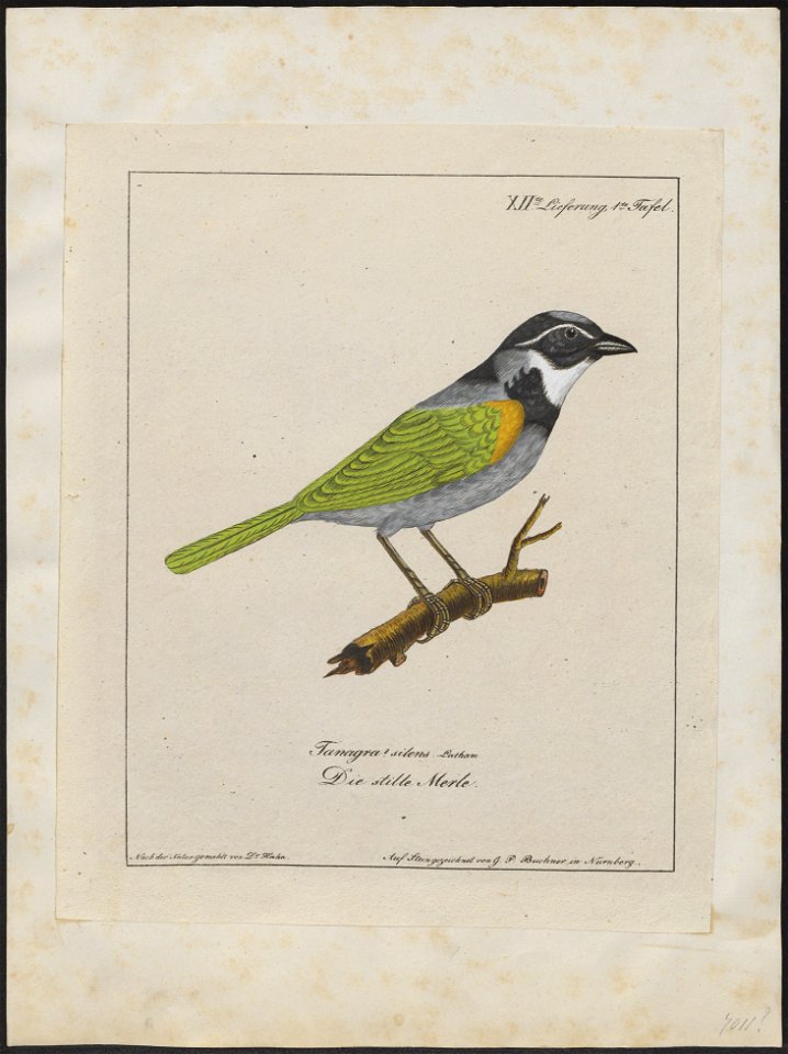 Arremon silens - 1700-1880 - Print - Iconographia Zoologica - Special Collections University of Amsterdam - UBA01 IZ15900363