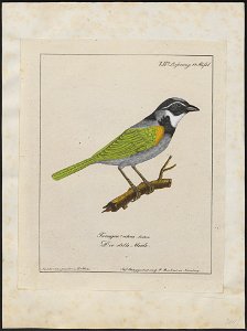 Arremon silens - 1700-1880 - Print - Iconographia Zoologica - Special Collections University of Amsterdam - UBA01 IZ15900363