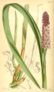Arpophyllum spicatum - Curtis' 99 (Ser. 3 no. 29) pl. 6022 (1873)