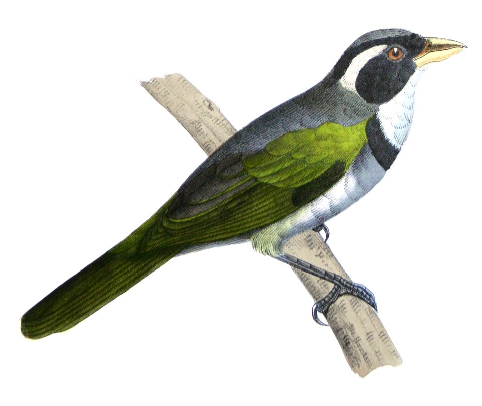 Arremon flavirostris - de Castelnau