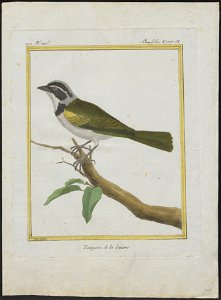 Arremon silens - 1700-1880 - Print - Iconographia Zoologica - Special Collections University of Amsterdam - UBA01 IZ15900361