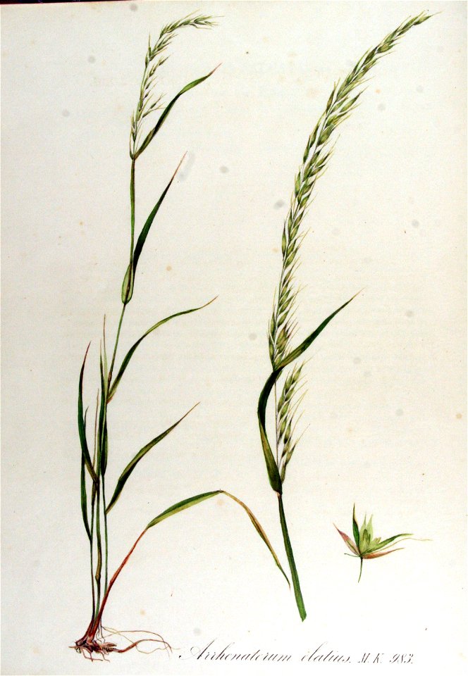 Arrhenaterum elatius — Flora Batava — Volume v13
