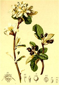 Aronia rotundifolia Atlas Alpenflora