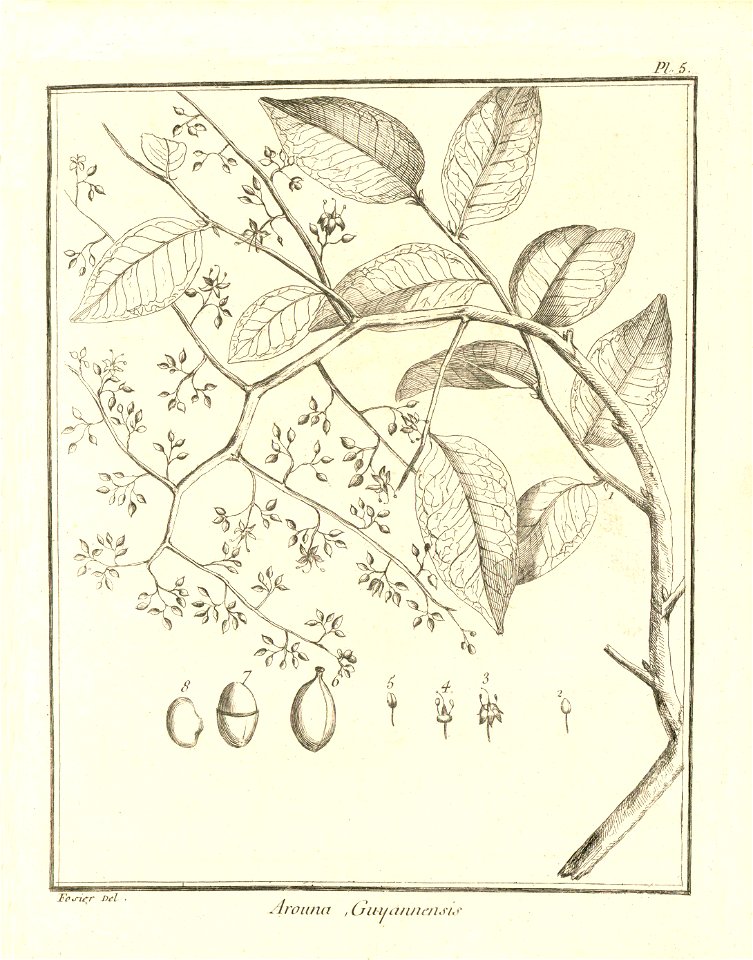 Arouna guianensis Aublet 1775 pl 5