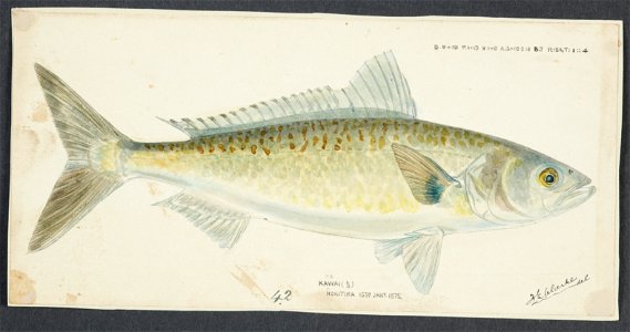 Arripis trutta by Frank Edward Clarke