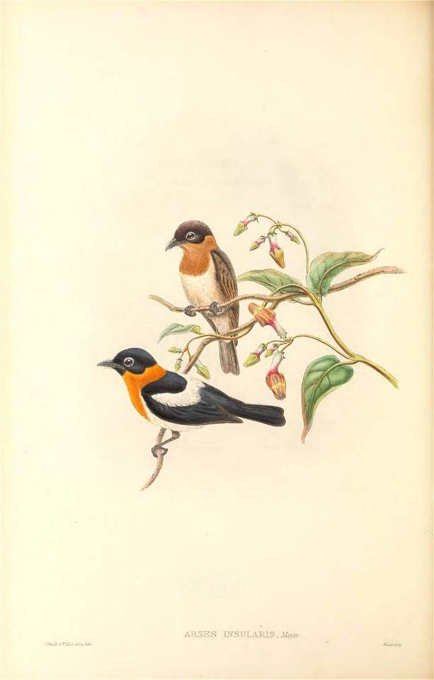 Arses insularis - The Birds of New Guinea
