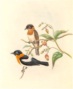 Arses insularis - The Birds of New Guinea (cropped). Free illustration for personal and commercial use.