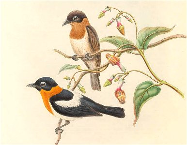 Arses insularis - The Birds of New Guinea (cropped) (cropped). Free illustration for personal and commercial use.