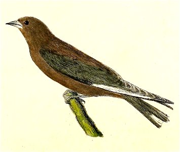 Artamus cyanopterus 1832