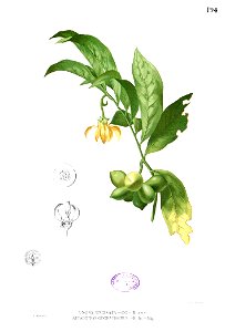 Artabotrys hexapetalus Blanco1.194