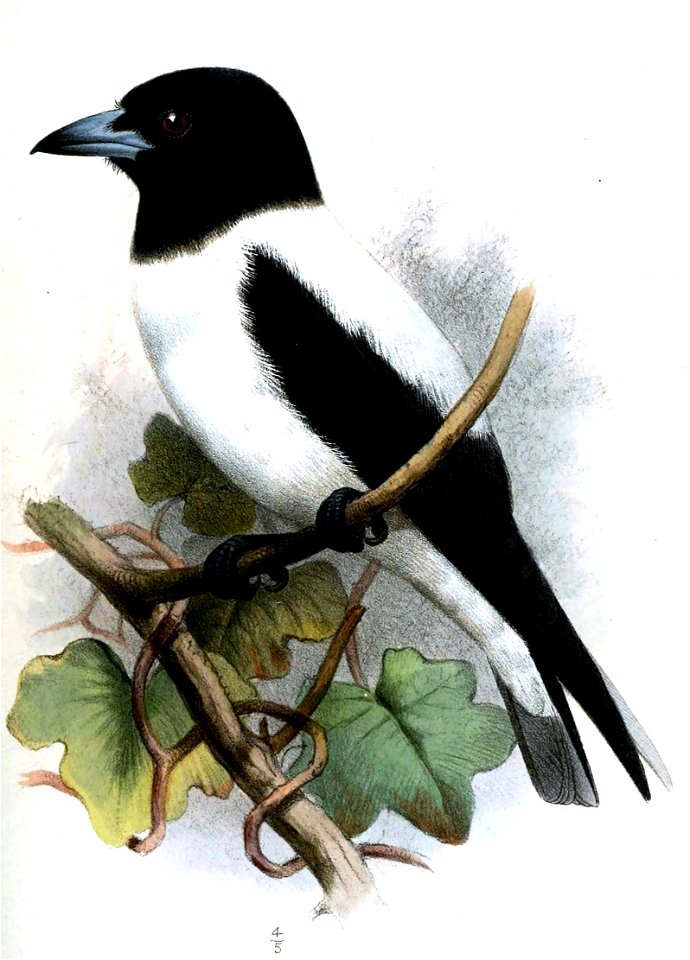ArtamusInsignisSmit