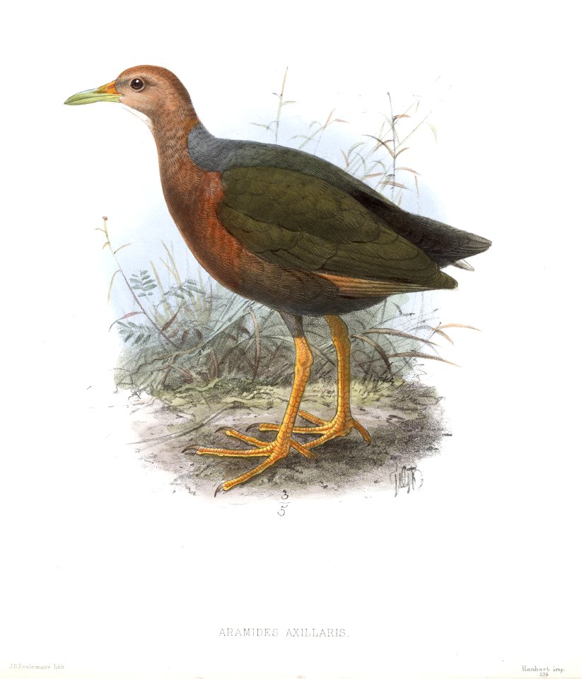 ArtamidesAxillarisKeulemans