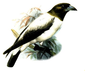 ArtamusMonachusSmit