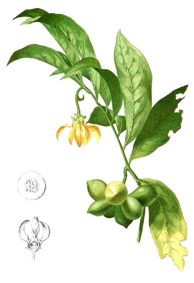 Artabotrys hexapetalus Blanco1.194-cropped