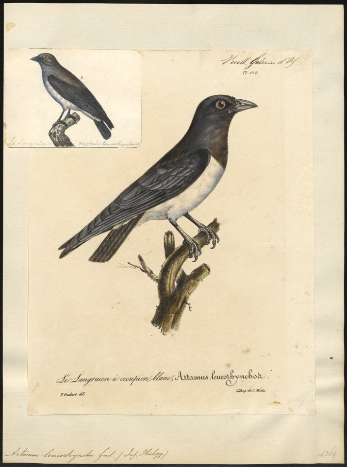 Artamus leucorhynchos - 1825-1834 - Print - Iconographia Zoologica - Special Collections University of Amsterdam - UBA01 IZ16400131
