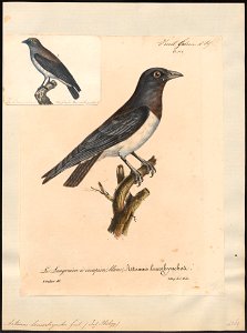 Artamus leucorhynchos - 1825-1834 - Print - Iconographia Zoologica - Special Collections University of Amsterdam - UBA01 IZ16400131