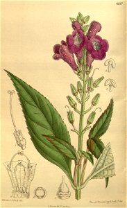 Artanema longifolium 142-8687