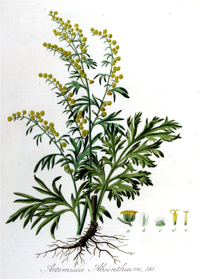 Artemisia absinthium — Flora Batava — Volume v8