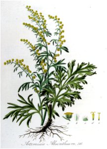 Artemisia absinthium — Flora Batava — Volume v8. Free illustration for personal and commercial use.