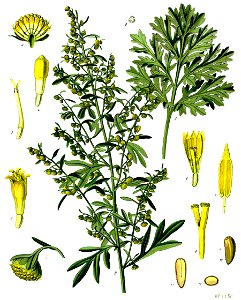 Artemisia absinthium - Köhler–s Medizinal-Pflanzen-164