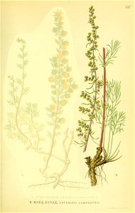 Artemisia campestris ssp campestris