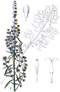 Artemisia absinthium Sturm13031