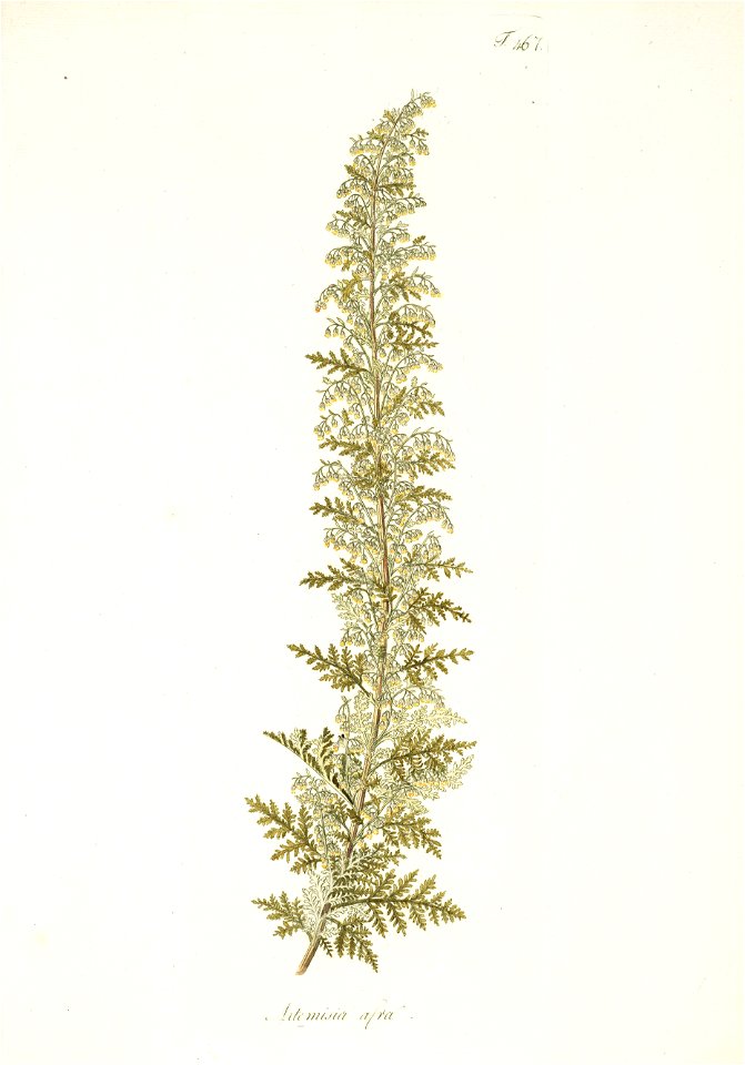 Artemisia afra