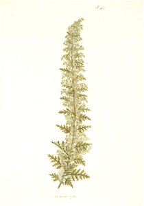 Artemisia afra