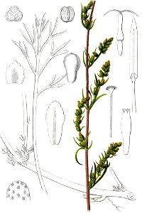 Artemisia campestris Sturm34