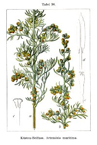 Artemisia maritima Sturm36