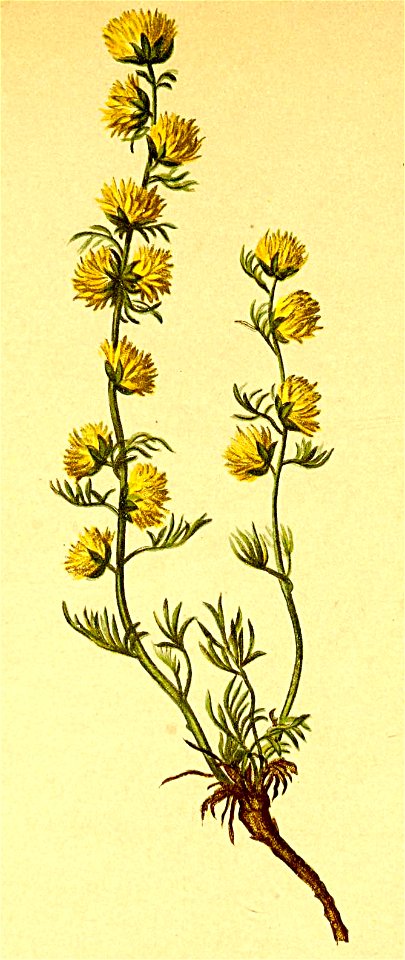 Artemisia nitida Atlas Alpenflora