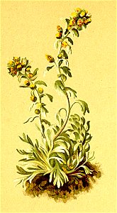 Artemisia spicata Atlas Alpenflora