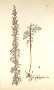 Artemisia pontica - 001x
