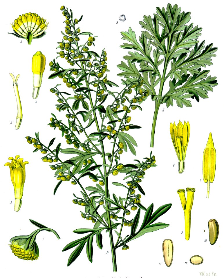 Artemisia absinthium - Köhler–s Medizinal-Pflanzen-164 clean