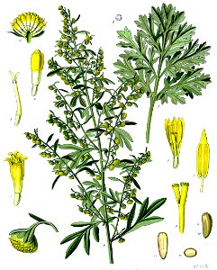 Artemisia absinthium - Köhler–s Medizinal-Pflanzen-164 clean