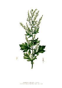 Artemisia vulgaris Blanco clean