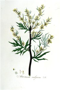 Artemisia vulgaris — Flora Batava — Volume v5