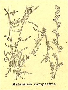 Artemisia campestris - 001x