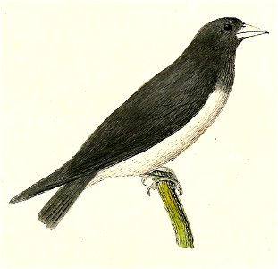 Artamus leucorynchus 1832