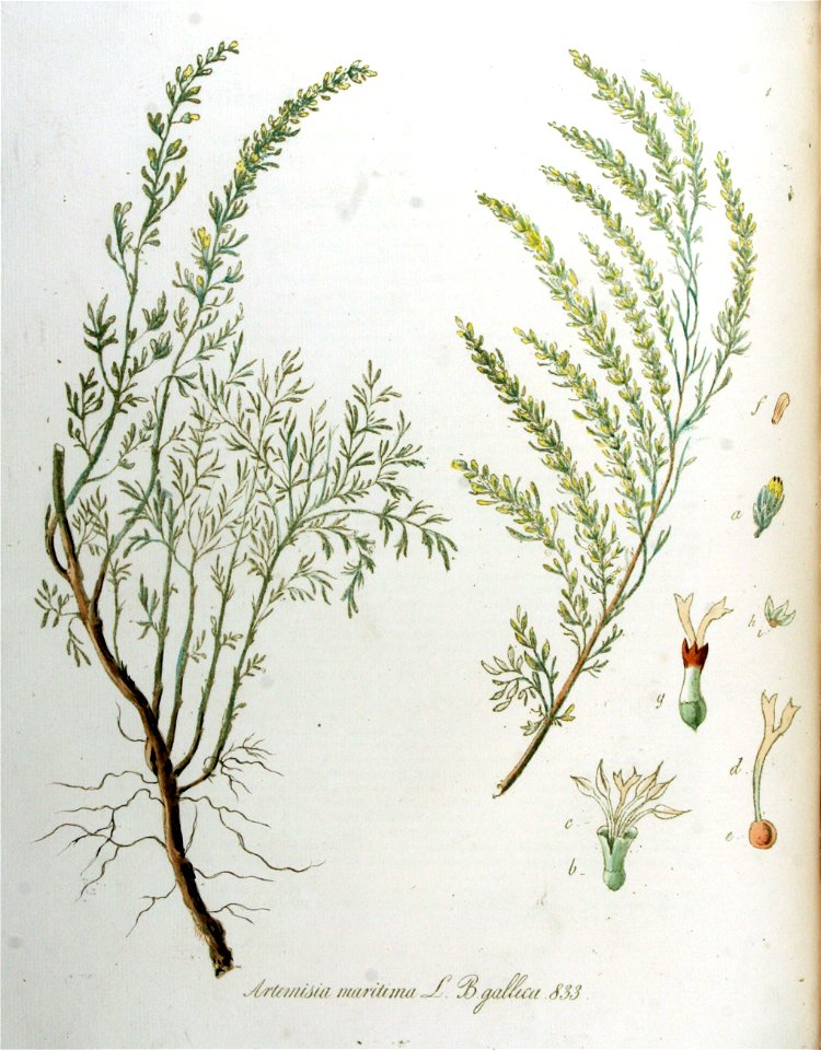 Artemisia maritima var. gallica — Flora Batava — Volume v11