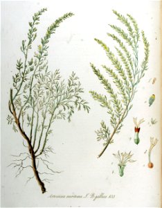 Artemisia maritima var. gallica — Flora Batava — Volume v11