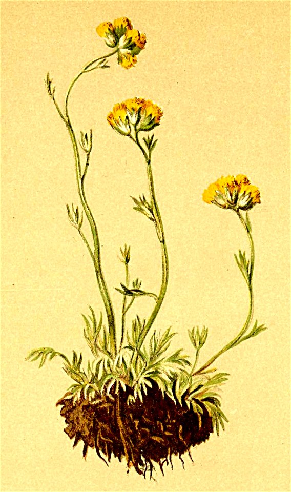 Artemisia glacialis Atlas Alpenflora