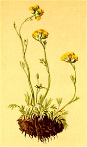 Artemisia glacialis Atlas Alpenflora