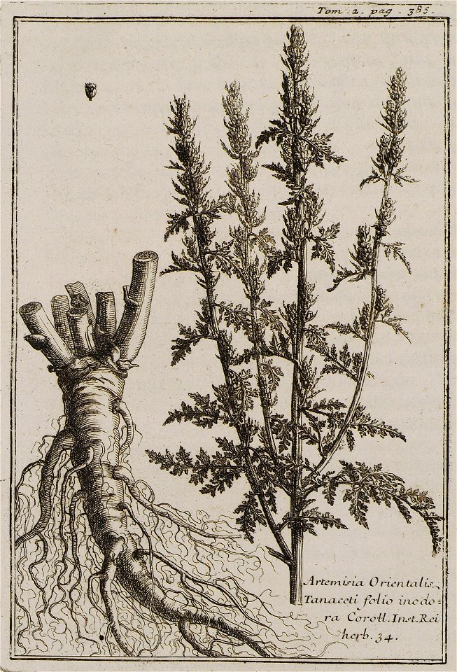 Artemisia Orientalis Tanaceti folio inodora Coroll Inst Rei herb 34 - Tournefort Joseph Pitton De - 1717