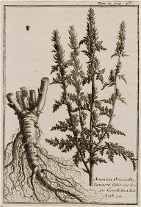 Artemisia Orientalis Tanaceti folio inodora Coroll Inst Rei herb 34 - Tournefort Joseph Pitton De - 1717