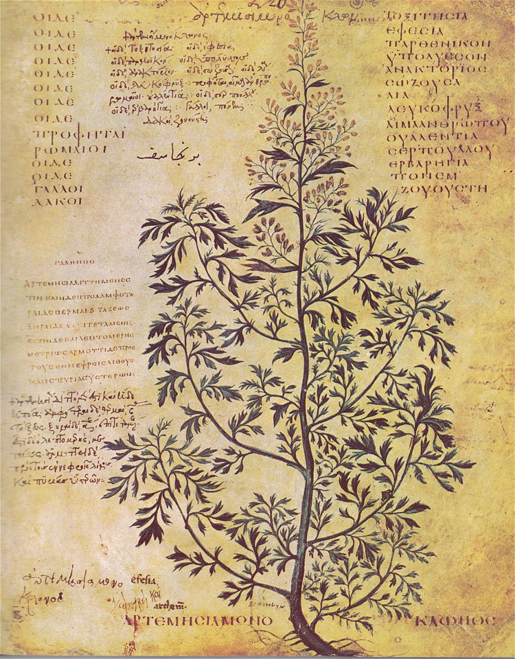 Artemisia monoclonos C.J.A