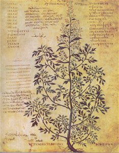 Artemisia monoclonos C.J.A